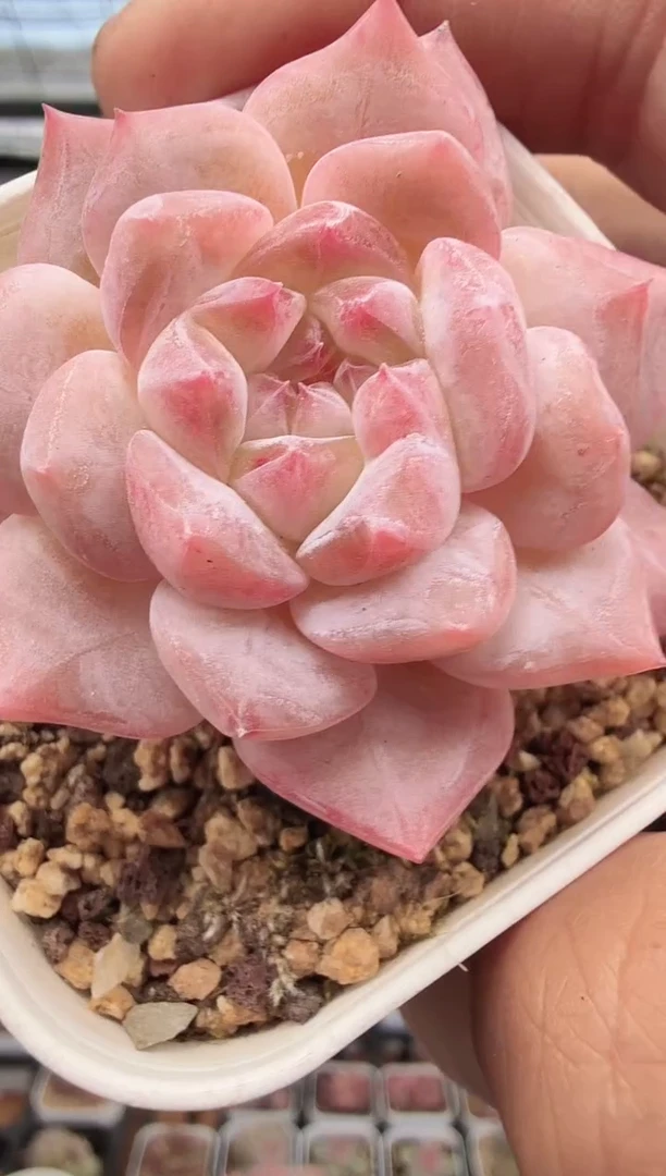 东云多肉园新款-164