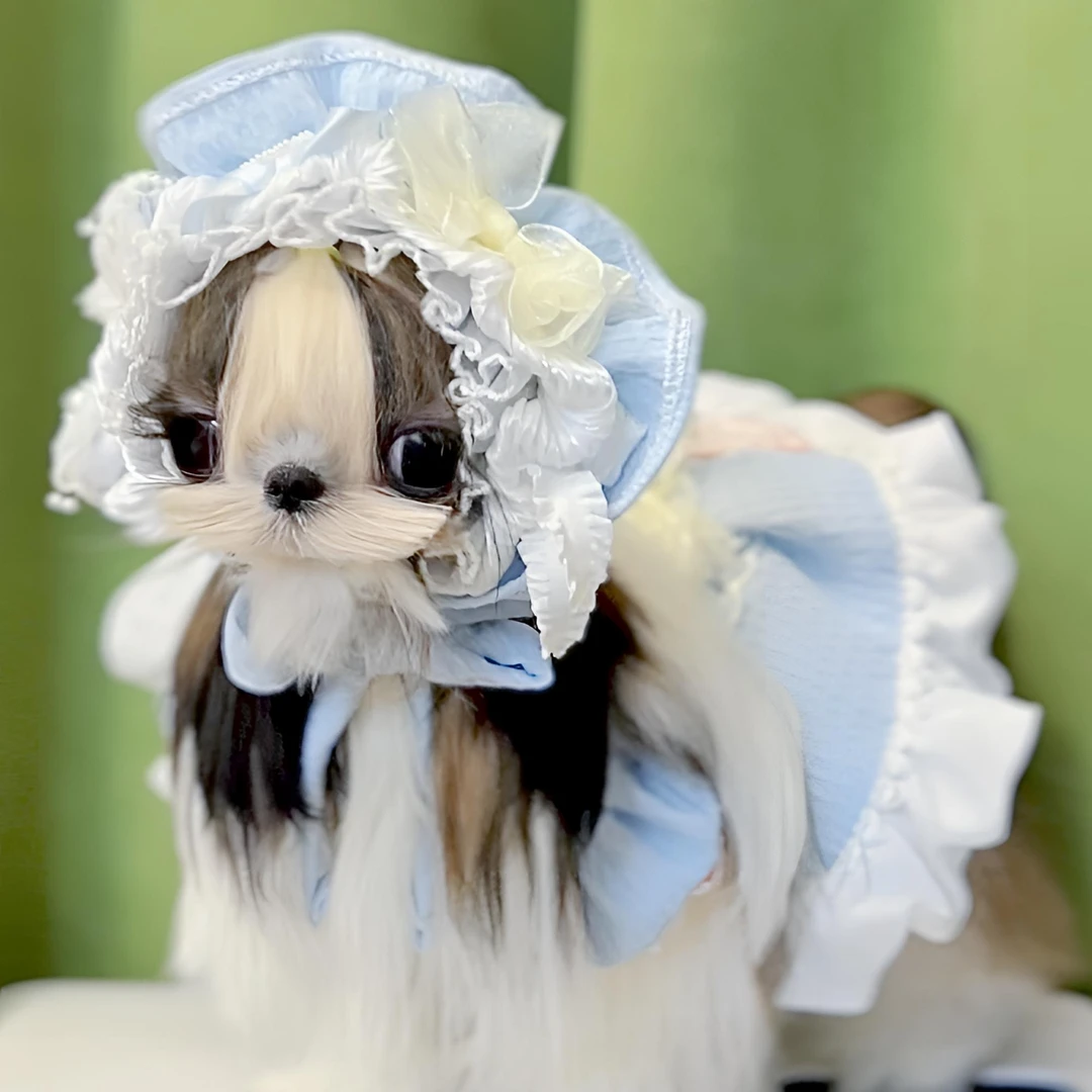【STELLA萌宠】韩版西施犬 红白 黄白 灰白 黑白 奶白  活体狗狗