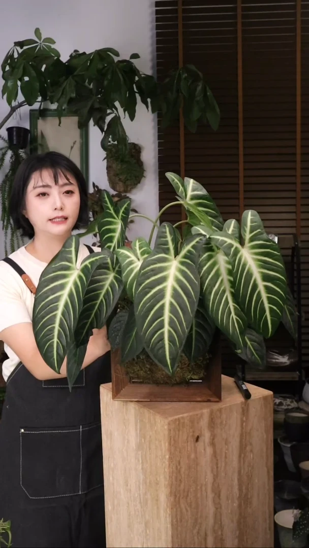 无花朵 乳脉千年芋 板植 顺丰包邮