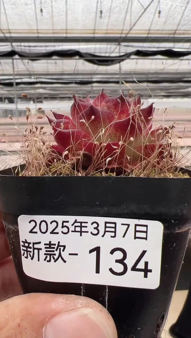 【闪购商品】新款多肉-134