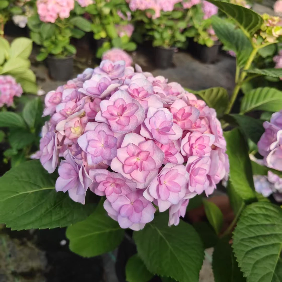 【青棵】重瓣太阳神殿原土原盆超大花球庭院阳台基地直发绣球花