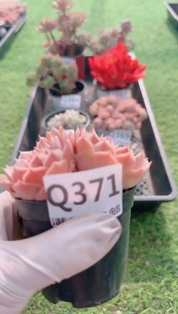 【闪购商品】梦会多肉一物一拍