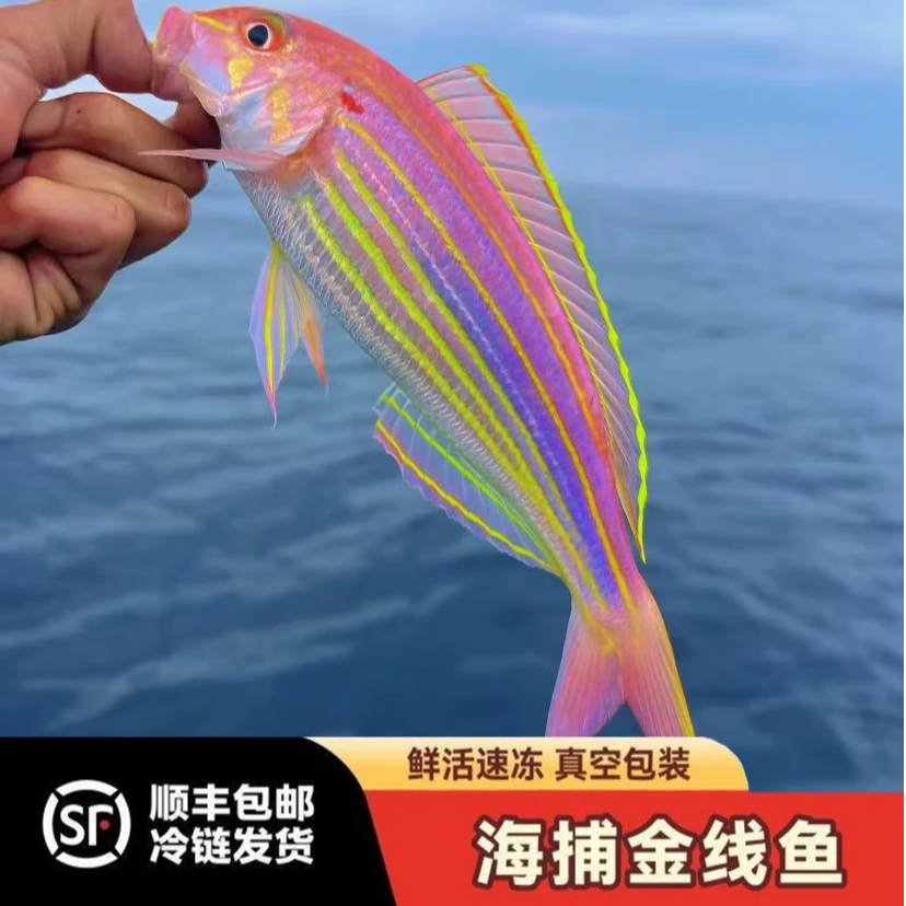 N3汕尾本港金线鱼海钓金丝鱼 红杉鱼当天渔船海捕海鱼生鲜批发
