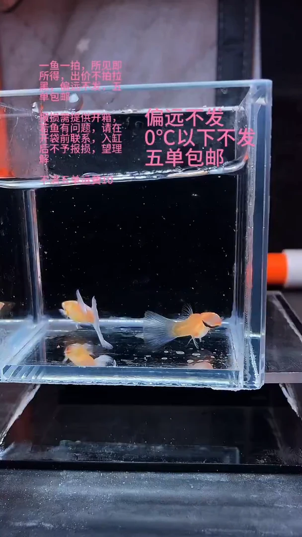 孔雀鱼孔雀鱼 15