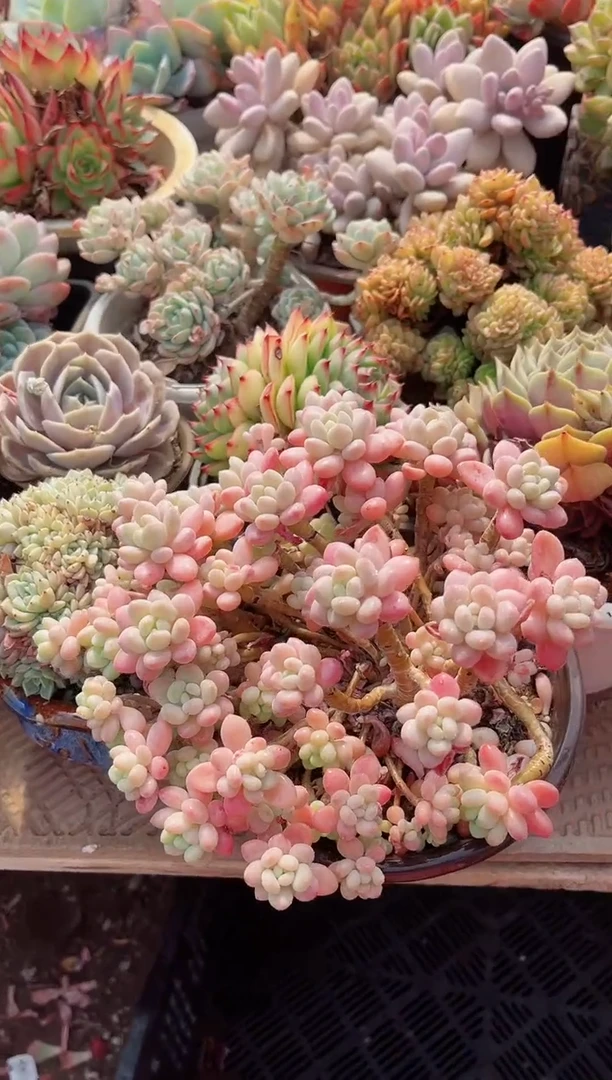 【闪购商品】05508