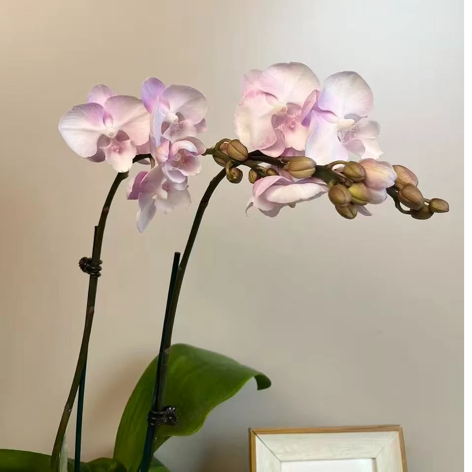 繁星里蝴蝶兰【神仙妹妹】带花带花苞开花珠发货