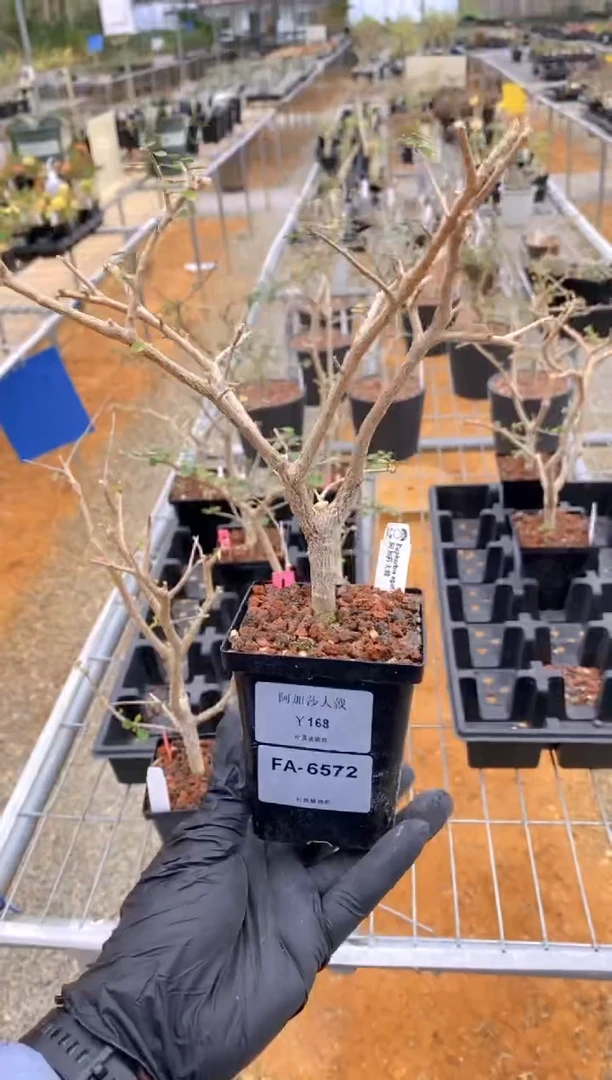 【闪购商品】阿加莎大戟FA-6572