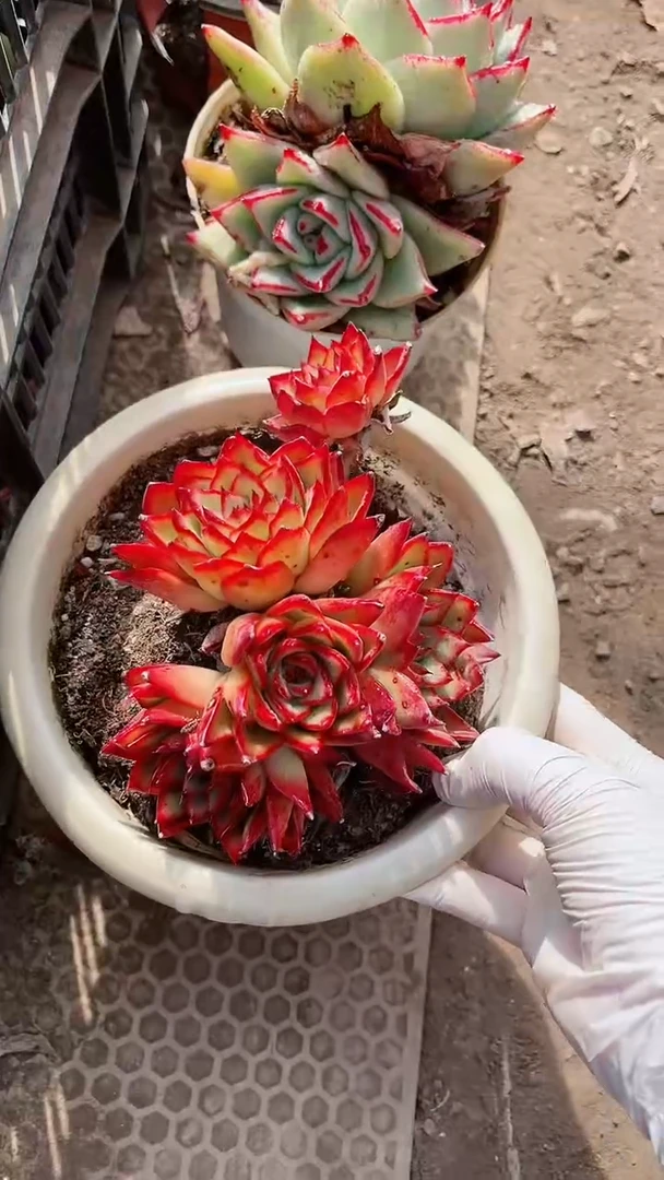 【闪购商品】13280