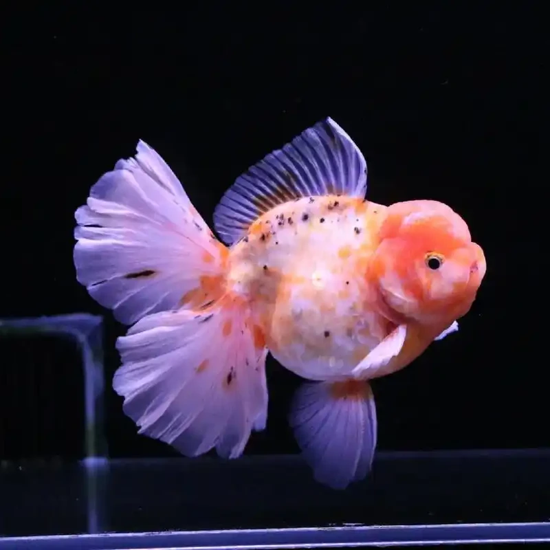 活体精品泰狮金鱼，自家渔场养殖观赏鱼（图片仅供参考）