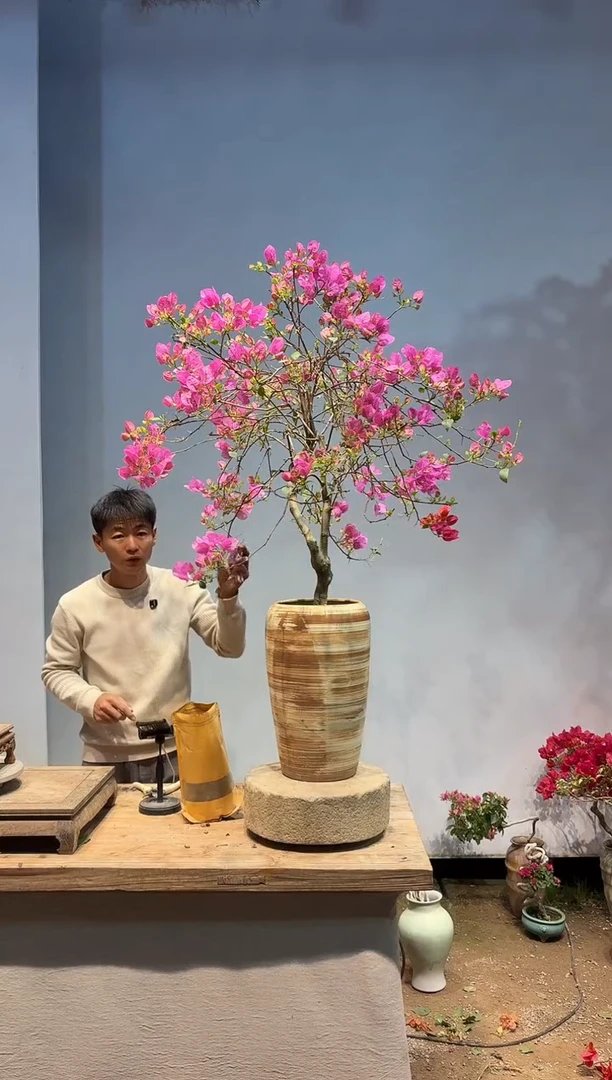 以实际为准三角梅51