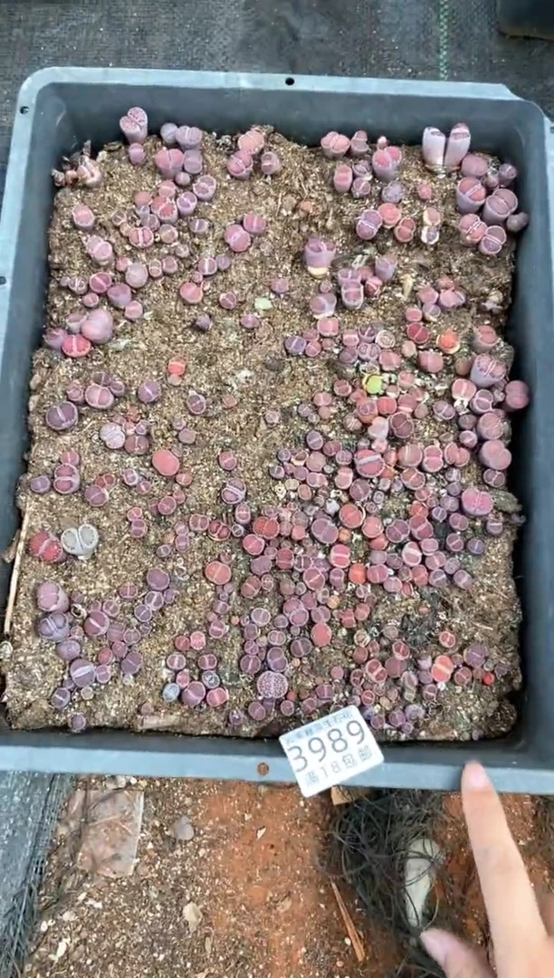 3989特价紫色框有疤瑕疵带土带盆发货