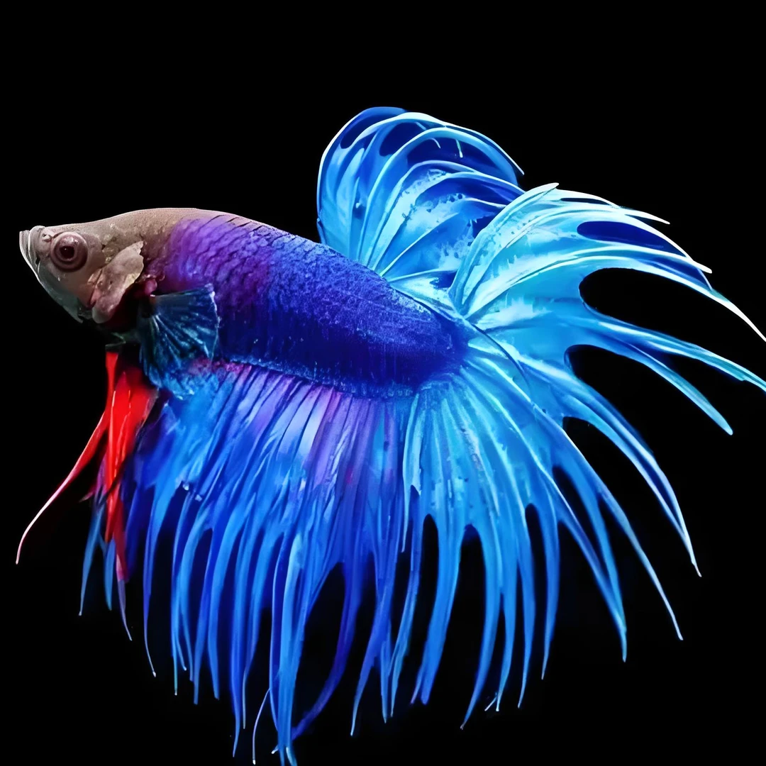 直播选号451-540精品泰国斗鱼小型热带观赏鱼