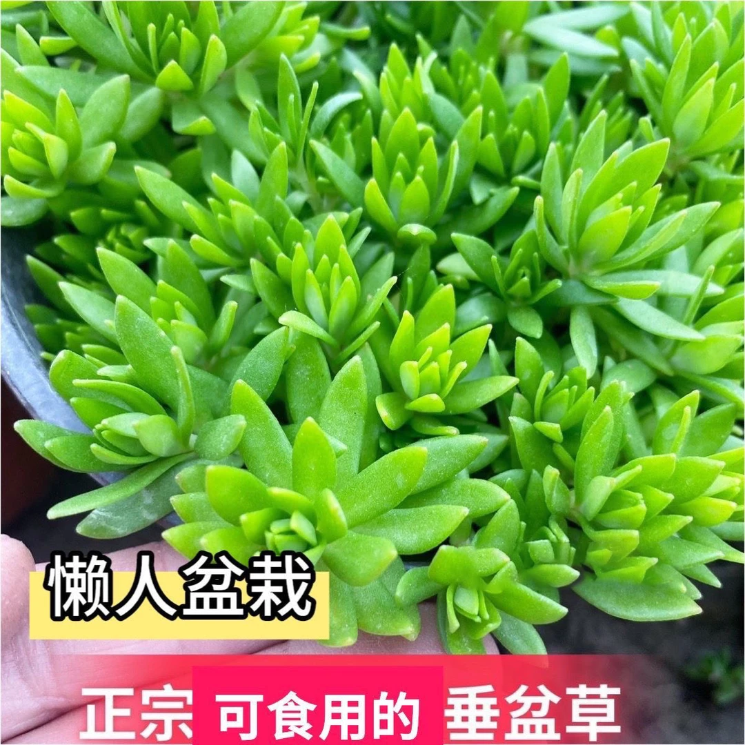 垂盆草食用泡茶室内绿植盆栽四季常青狗牙瓣草多肉可食用