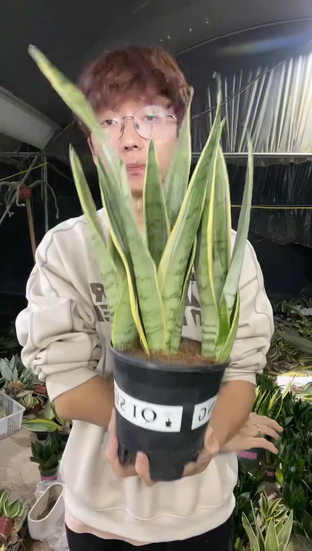 【闪购商品】白雪带盆土15.8