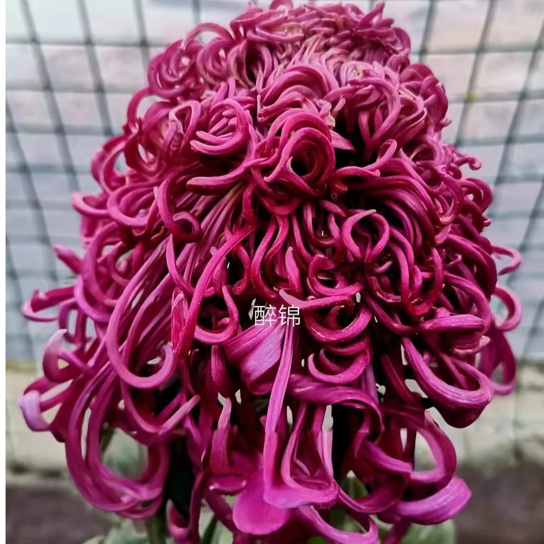 【醉锦】多年生菊花四季开花可用于室内外阳台庭院的花卉绿植