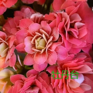 120牡丹台长寿花