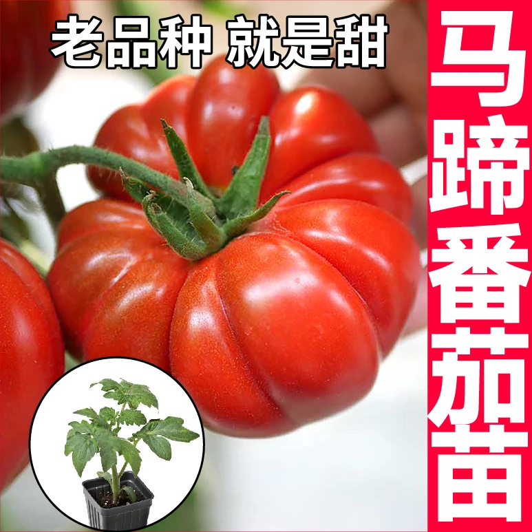 寿光老品种马蹄番茄秧苗高产抗病庭院阳台种植