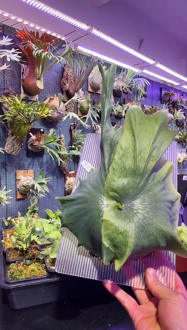 完全开放板植女王