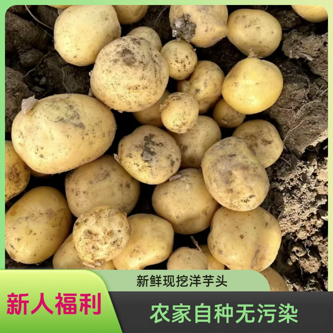 小洋芋现挖新鲜香甜黄心土豆马铃薯农家种植皮薄肉厚洋芋头不催熟