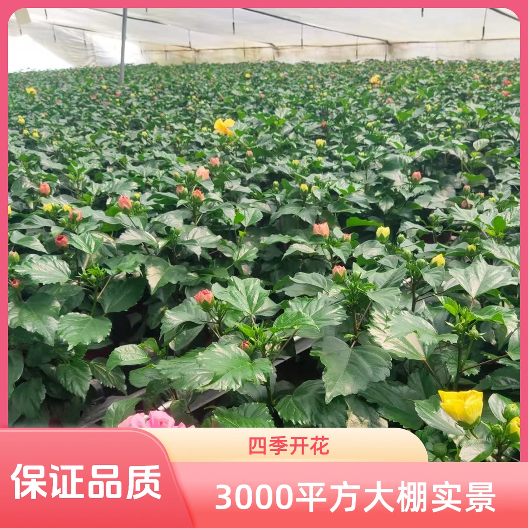 [福利双色一盆}丹麦木槿阿波罗芙蓉牡丹花花园植物四季开花