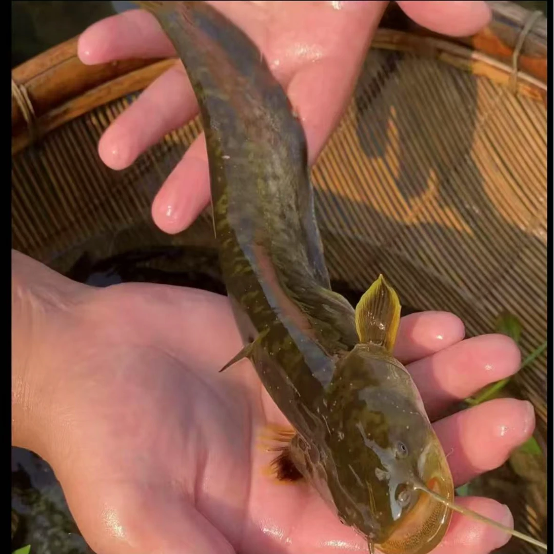 小口鲶 （土鲶鱼）淡水鱼可观赏可食用四川眉山发货