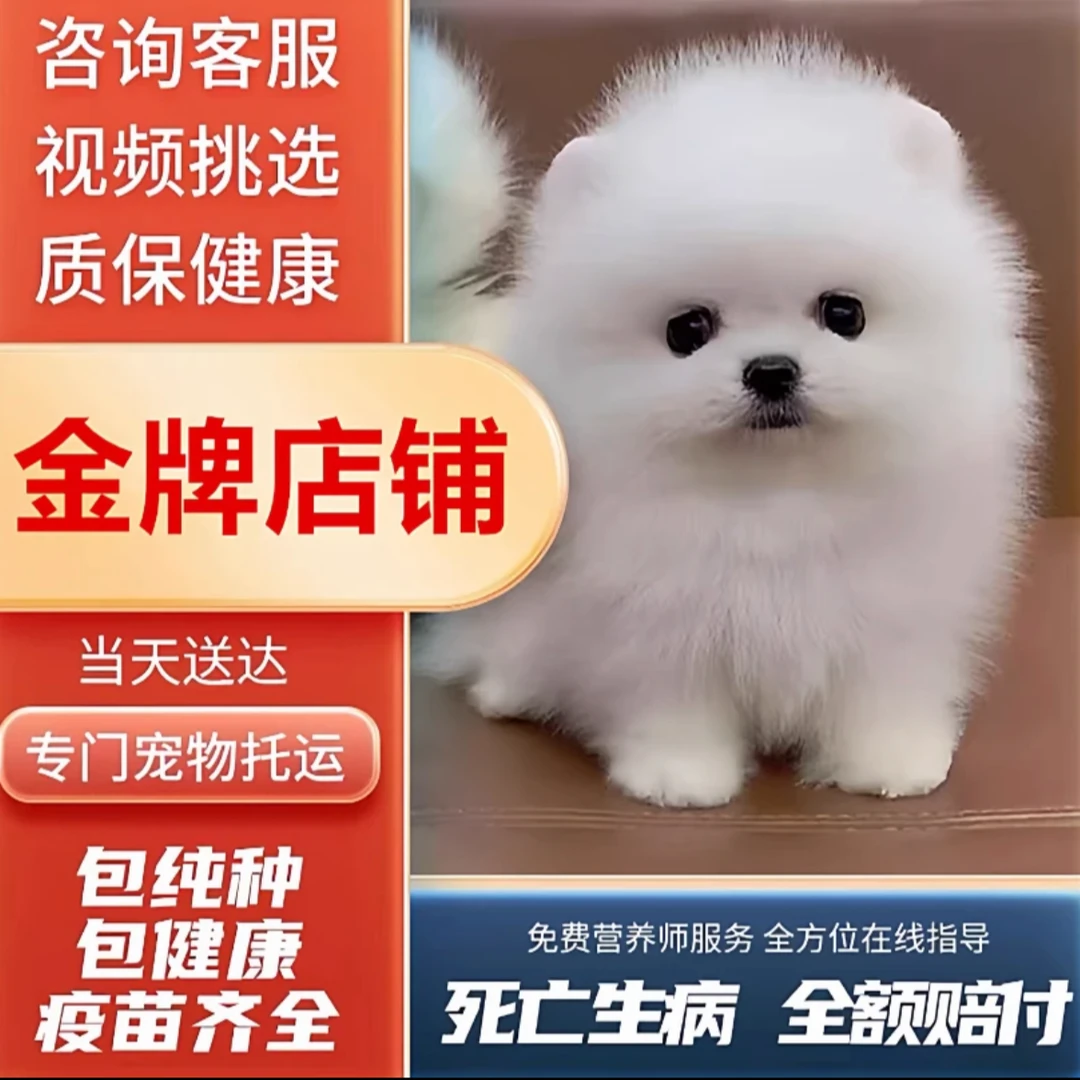 可爱比熊精品小体型宠物狗狗活体