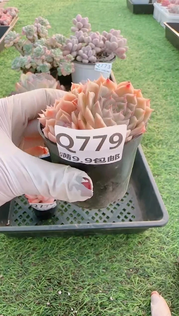 【闪购商品】梦会多肉一物一拍