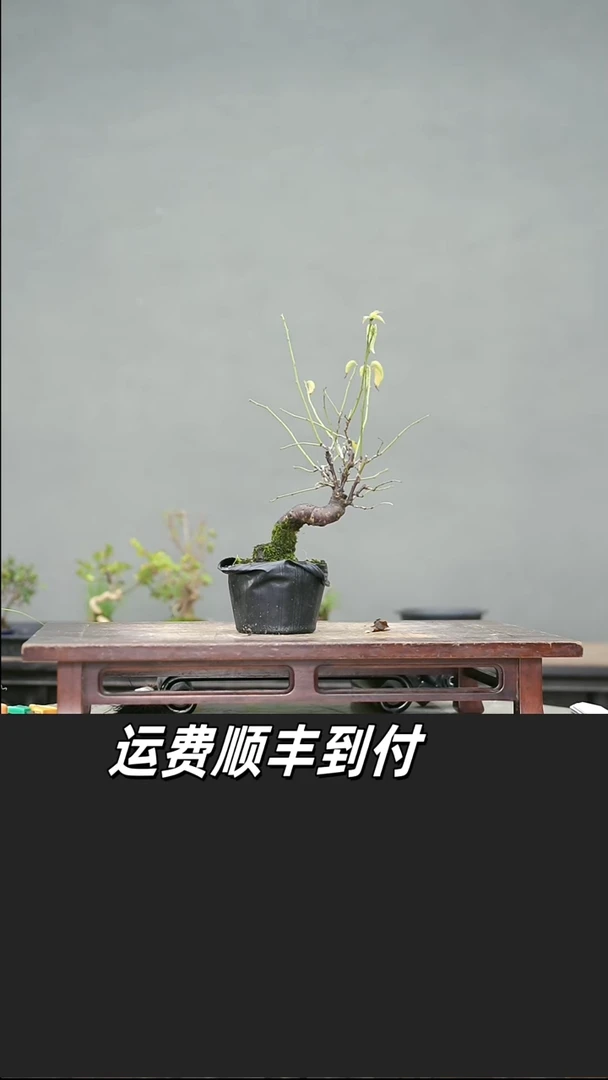 花**草61