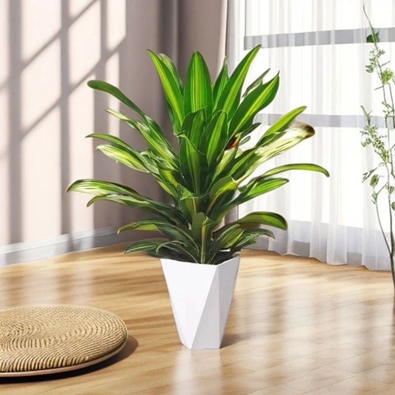 90-100cm高度大型绿植四季室内家庭办公室吸甲醛 耐寒开业迎宾