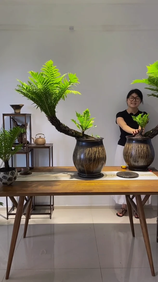 无花朵大老桩精品富贵蕨四季常青室内绿植