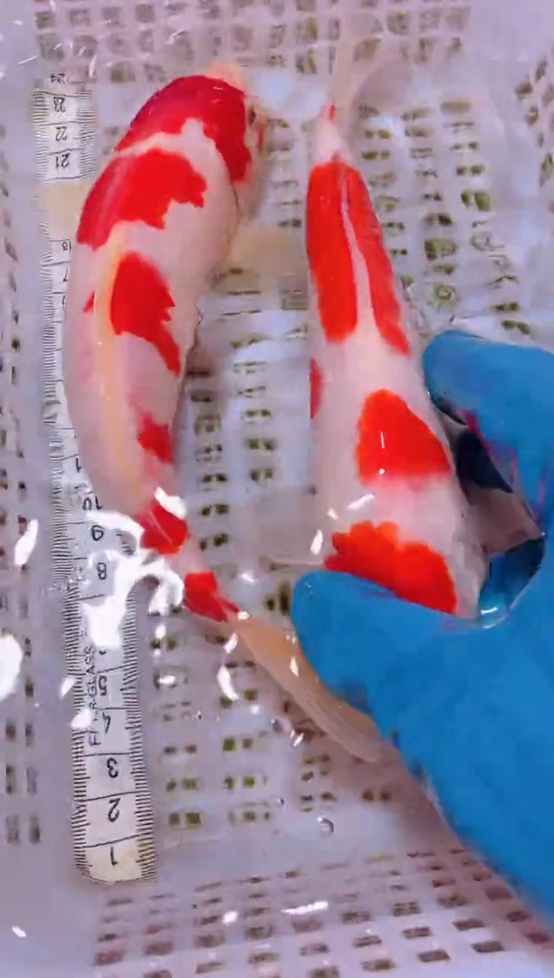 锦鲤冷水观赏鱼全场包邮24