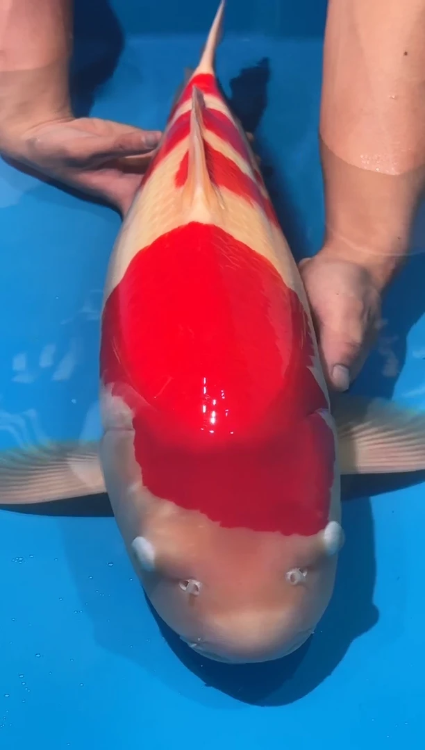 锦鲤佛山金隆锦鲤直播专用闪购链接，不支持7天无理由退货退款