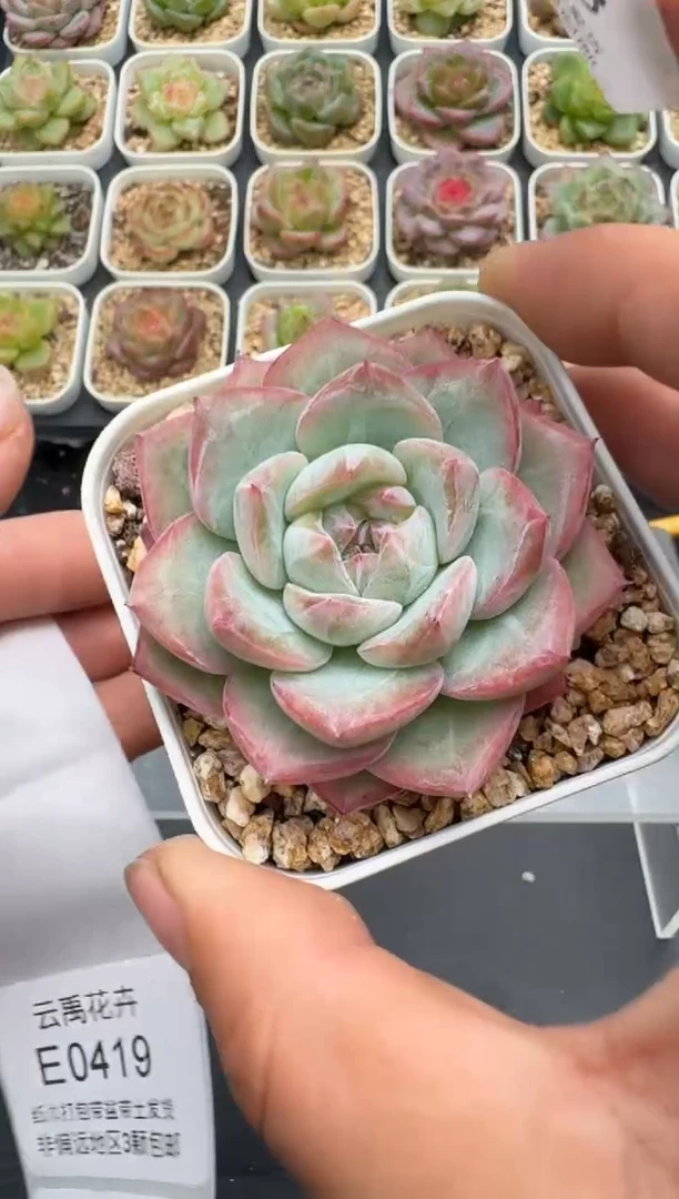 418E云禹多肉植物 带盆土纸巾打包 3颗包邮