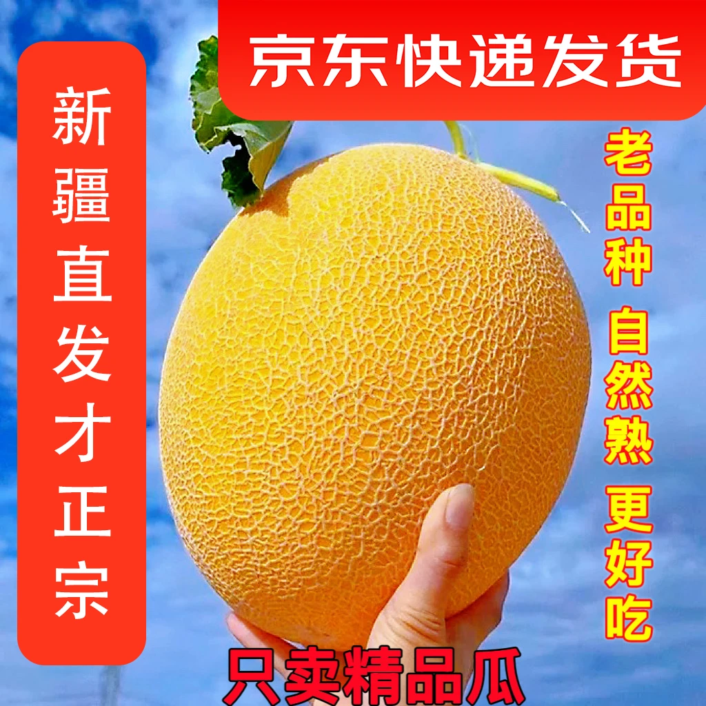 【京东快运包邮】新疆金色年华老品种哈密瓜现摘现发当季新鲜应季果