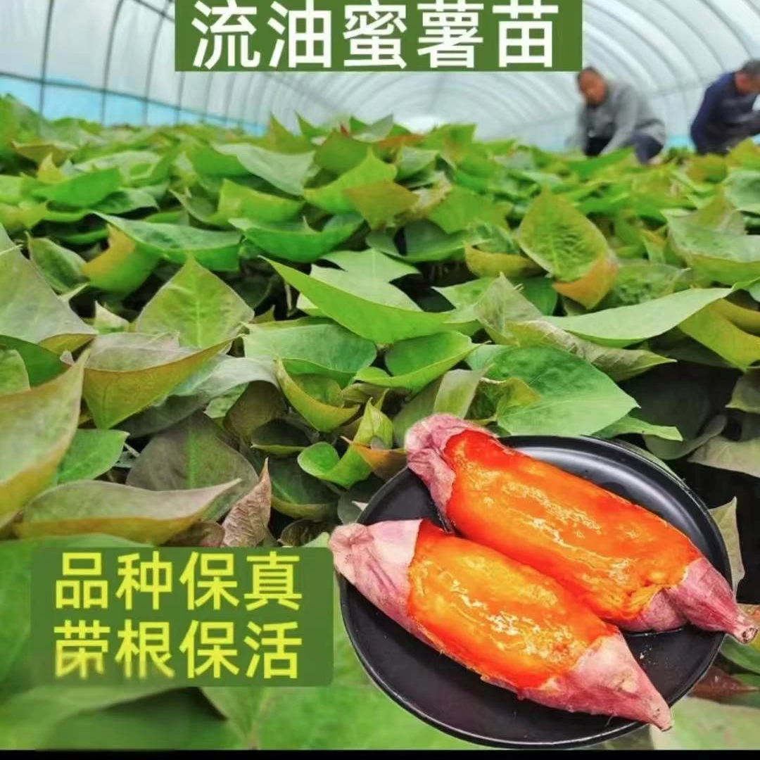 烟薯25号蜜薯苗红心红薯苗紫罗兰哈密瓜糖心番薯苗脱毒原种地瓜苗