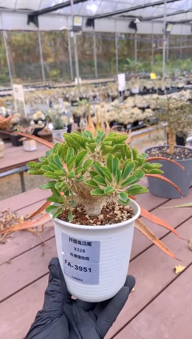 【闪购商品】扦插鬼切阁FA-3951