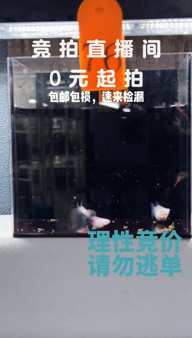 孔雀鱼蓝礼服球一公两母编号76