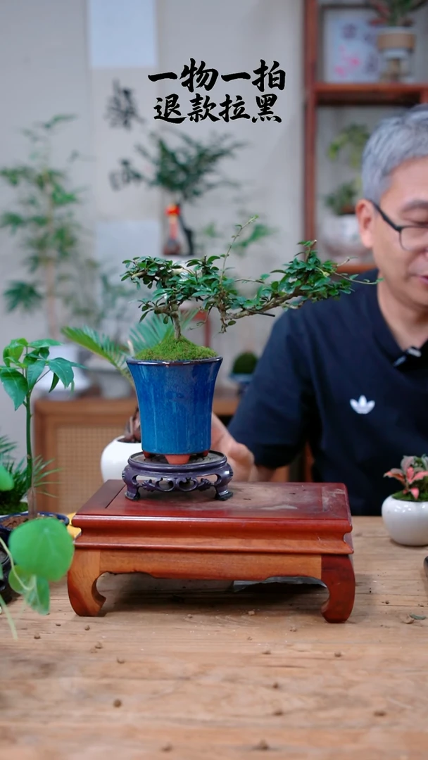 完全开放绿**杯发财树584