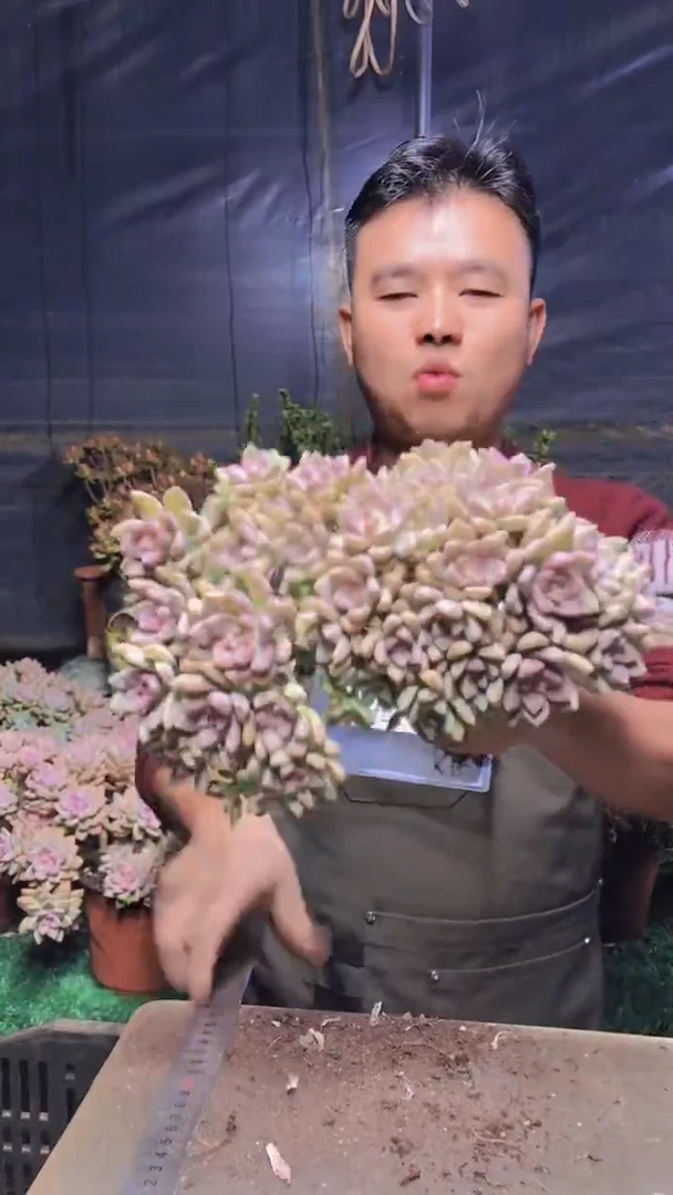 199淡雪缀化一物一拍