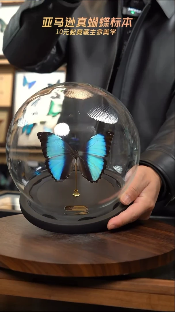蝴蝶标本摆件竞拍梦幻玻璃球款h162