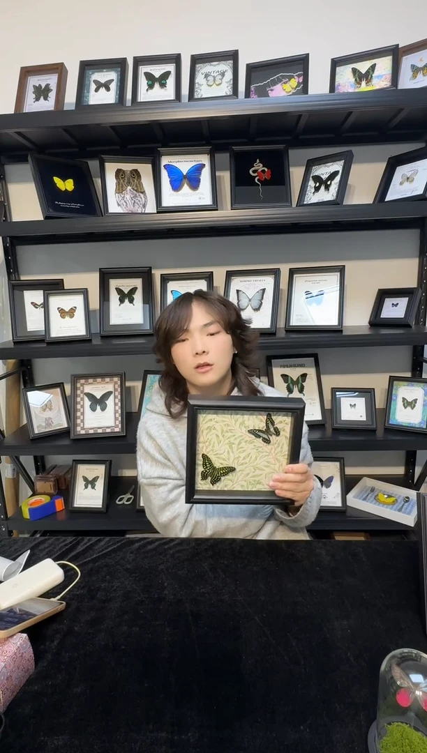 玻璃真实蝴蝶标本