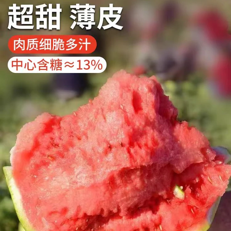 【黑娃专属次日达】海南麒麟有籽西瓜6-7斤 皮薄脆甜多汁海南省海南省