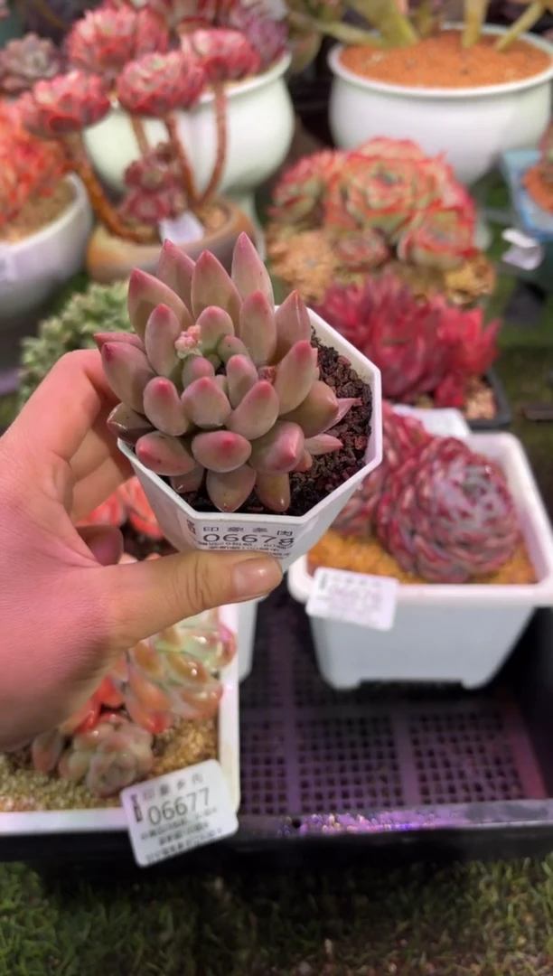 【闪购商品】06678