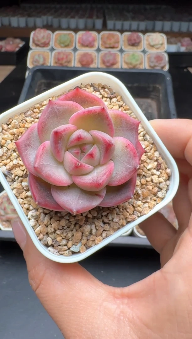 【闪购商品】808A物拍多肉带盆土6.5杯拍3颗包柚