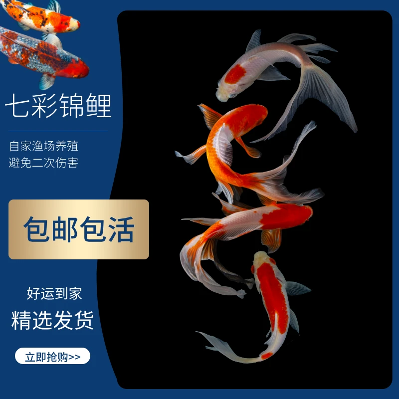 精品锦鲤活体观赏鱼黑金白金红白黄金大正三色小锦鲤鱼苗