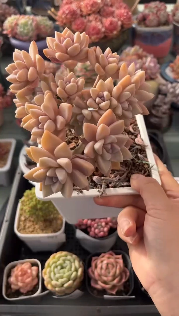 M*094淡雪缀化多肉