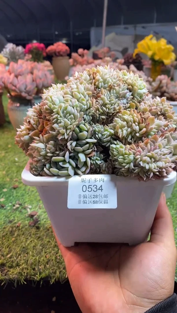 【闪购商品】莎莎女王缀0534