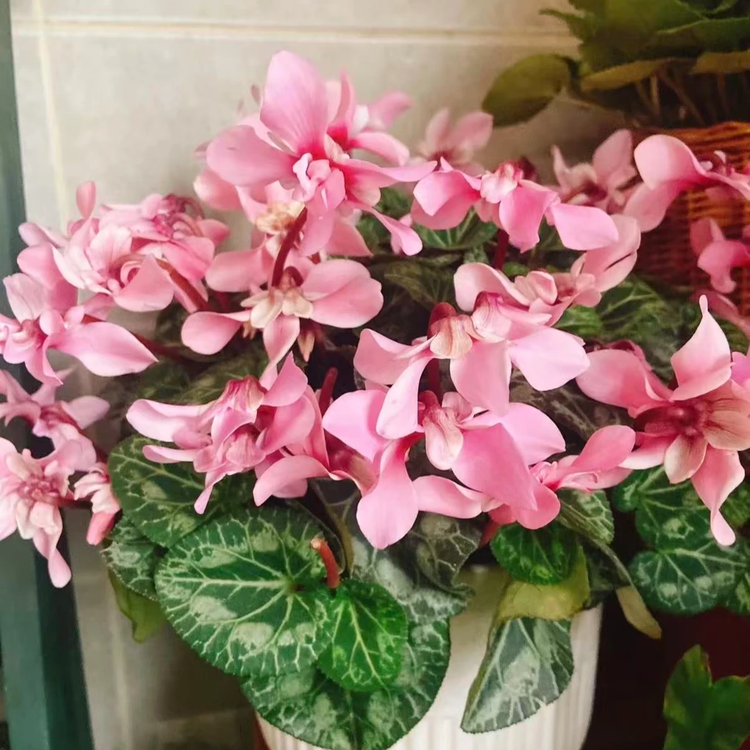 【迷你仙客来】客厅阳台花色丰富开花能手花期长好过年花