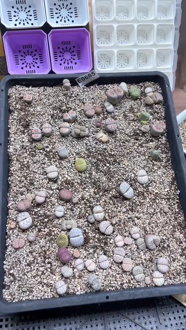 0685脱土开播福利一物一拍