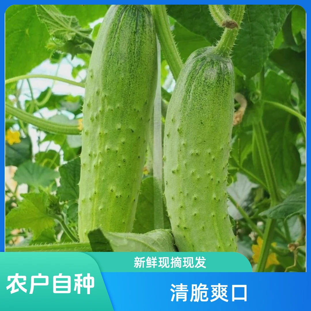 陕西农家自种新鲜旱黄瓜生吃脆嫩 现摘现发香脆爽口
